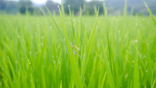 Close-up of insect on grass