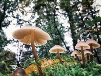 Close-up of mushroom growing on field