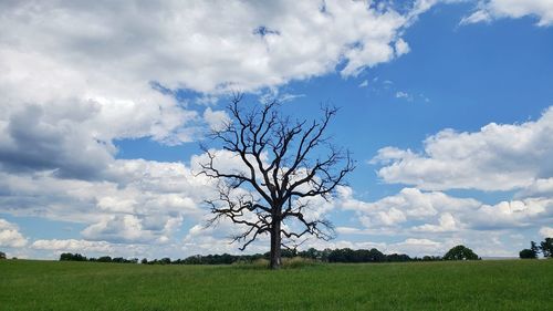 Bare tree on field against sky