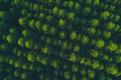 Full frame shot of plants