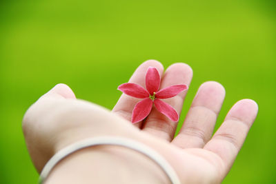 Close-up of hand holding pink flowering plant