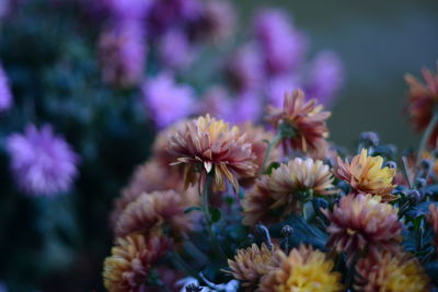 Close-up of pink flowering plants