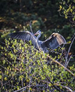 View of birds flying against plants