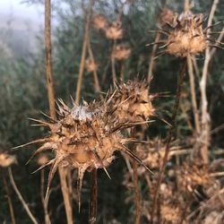 Close-up of thistle