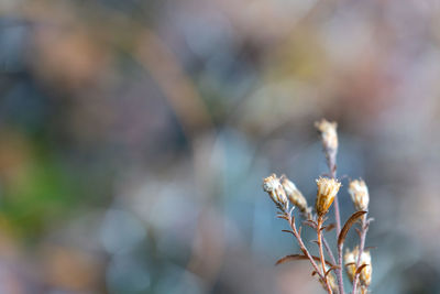 Close-up of wilted plant