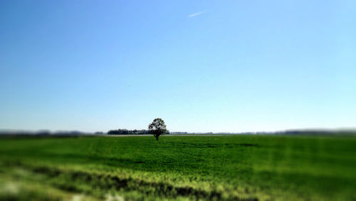 People on grassy field against clear sky
