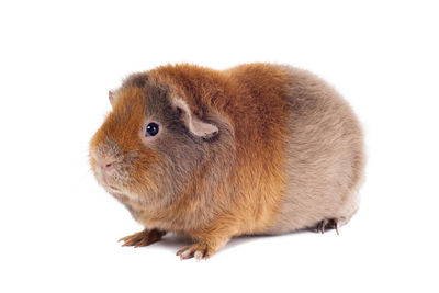 Close-up of a rabbit over white background