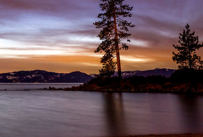 Scenic view of tree against sky during sunset