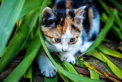 Portrait of kitten