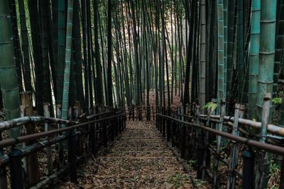 Bamboo trees in forest