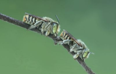 Close-up of insect on branch