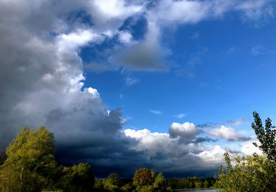 Low angle view of trees against sky