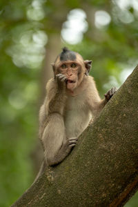 Long-tailed macaque nibbles shiny object in tree