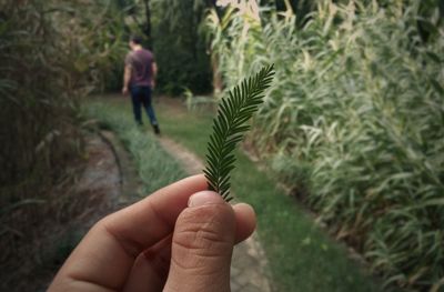 Close-up of hand holding plant