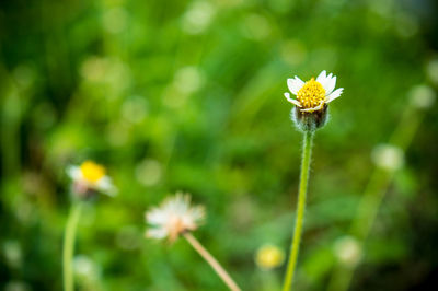 Close-up of yellow flower blooming outdoors