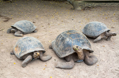 Four giant tortoises, galapagos islands