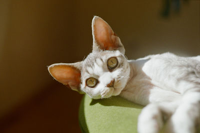 Close-up portrait of a cat