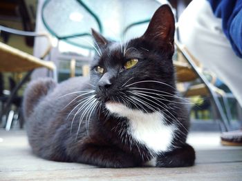 Close-up portrait of cat sitting