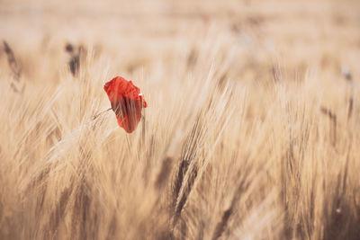 red