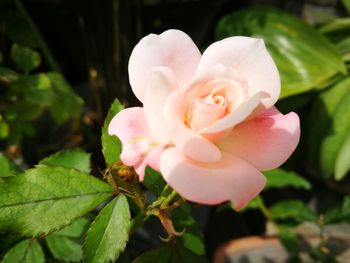 Close-up of pink flower blooming outdoors