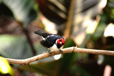 Portrait of bird perching on branch