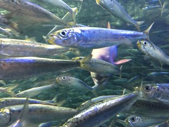 Fish swimming in sea