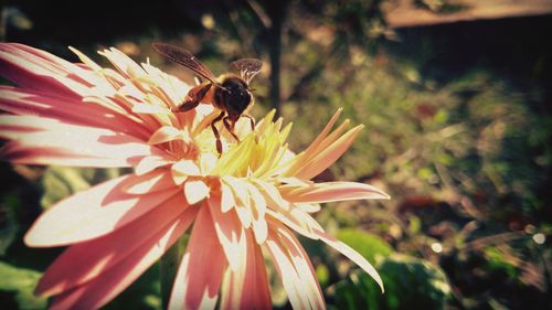 Close-up of bee on flower