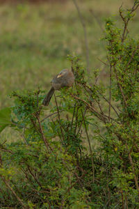 Bird perching on a tree