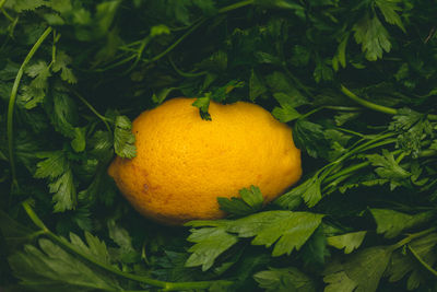 Close-up of orange fruit