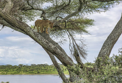 Cat on tree trunk against sky