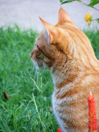 Close-up of cat on field