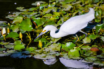 White duck floating on a lake