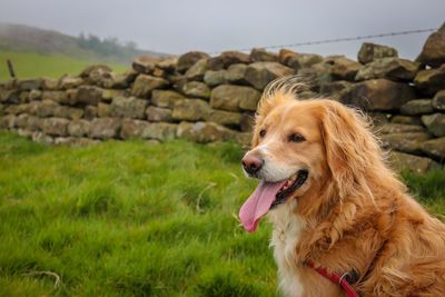 Dog looking away on field