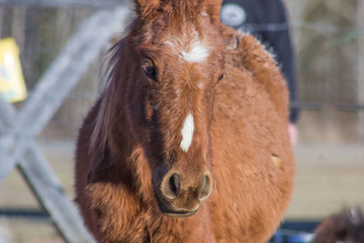 Close-up of brown horse on sunny day
