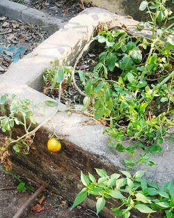 High angle view of plants