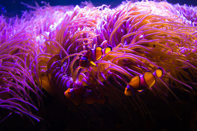 Close-up of fish underwater