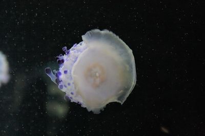 Close-up of jellyfish swimming in sea