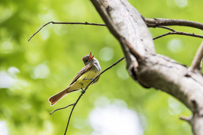 Low angle view of bird perching on branch