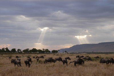 Gnu living in masai mara, kenya