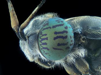 Close-up of insect against black background