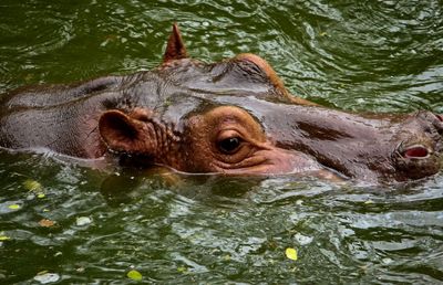 Close-up of turtle in lake