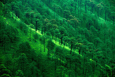 Panoramic view of trees growing in farm