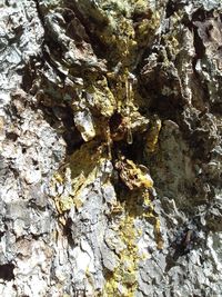 Full frame shot of tree trunk