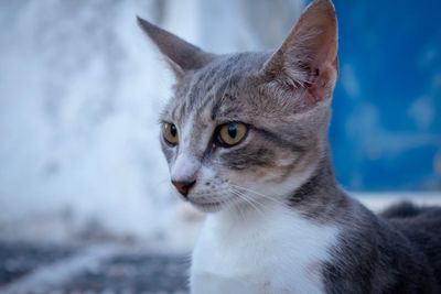 Close-up of cat looking away