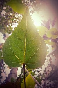 Close-up of leaf