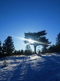 Trees against blue sky at night