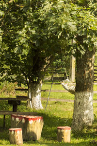 Trees hanging by tree