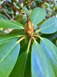 Close-up of a fruit on plant