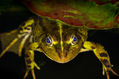 Close-up of frog in water