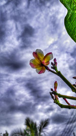 Low angle view of flower tree against sky